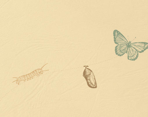 A caterpillar turns into a chrysalis, and then into a butterfly.