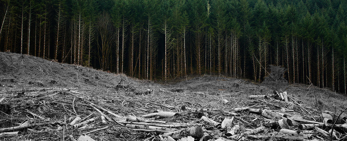 A forest devastated by clearcutting, with the cut trees faded in color to look like bones.