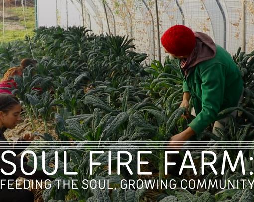 A picture of people harvesting plants