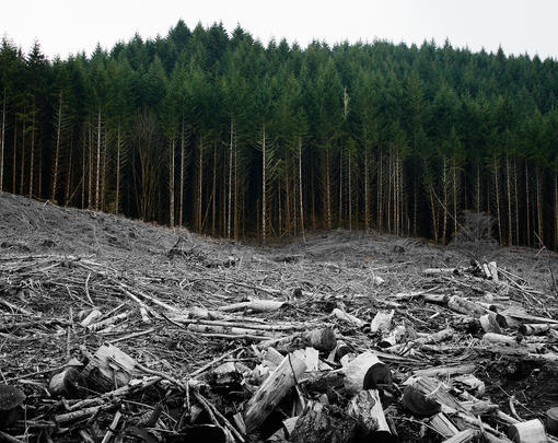 A forest devastated by clearcutting, with the cut trees faded in color to look like bones.