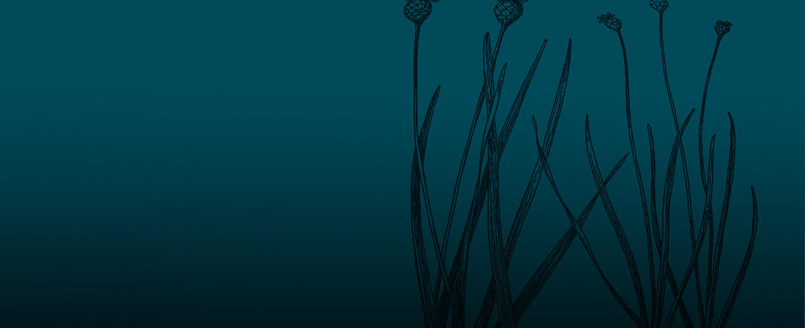 Democratizing Wealth: A Next System Model for the U.S. South and Beyond