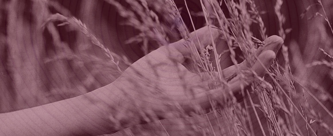 A hand running through stalks of wheat.