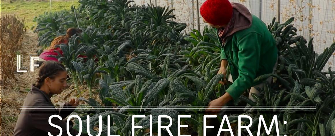 A picture of people harvesting plants