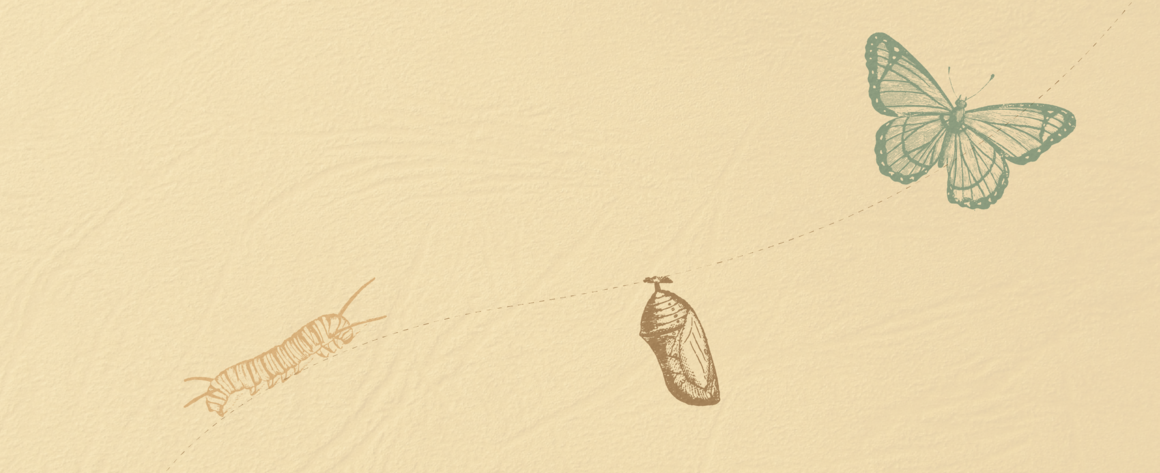 butterfly transformation On the left a caterpillar, connected by a dotted line to a chrysalis at the center, then connected again by a dotted line to a butterfly on the right.