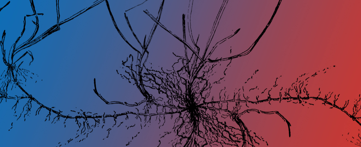 A drawing of roots against a colored gradient